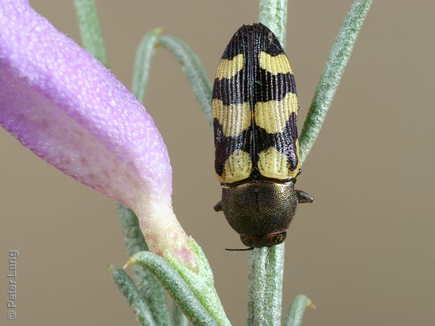Castiarina chinnocki, PL0353A, female, on Eremophila scoparia, MU, 11.1 × 4.2 mm
